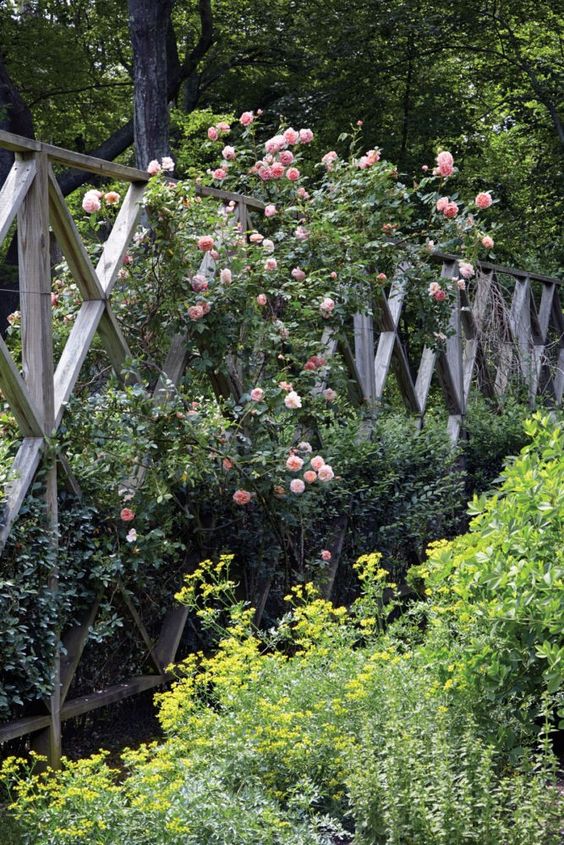a fantastic geometric lattic fence covered with pink flourishing vines is a romantic and lovely decoration for any outdoors