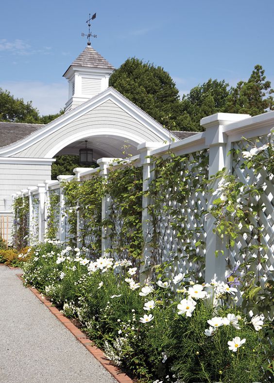 a classic white lattice fence covered with green climbers and white blooms along the fence looks fabulous