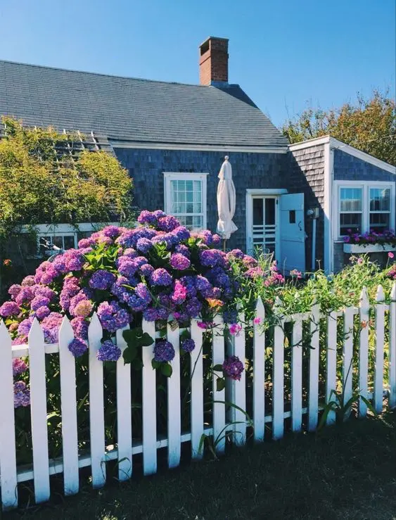 a beautiful white picket fence with lush purple hydrangeas along it for a bold and contrasting look in the front yard