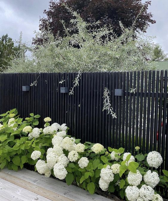 a black fence with white hydrangeas along it to refresh it and make it look cooler and bolder