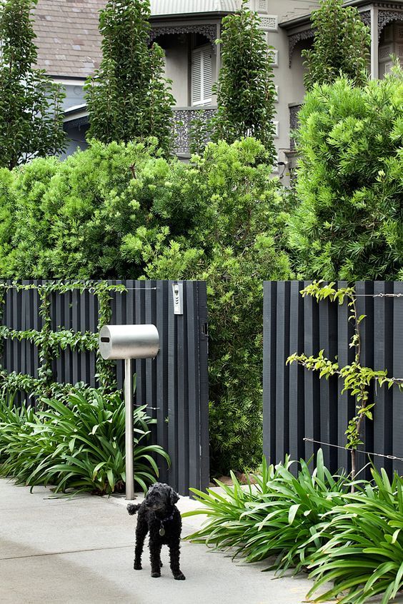 a black wooden fence with a trellis with greenery and lush green walls along it inside are a gorgeous combo