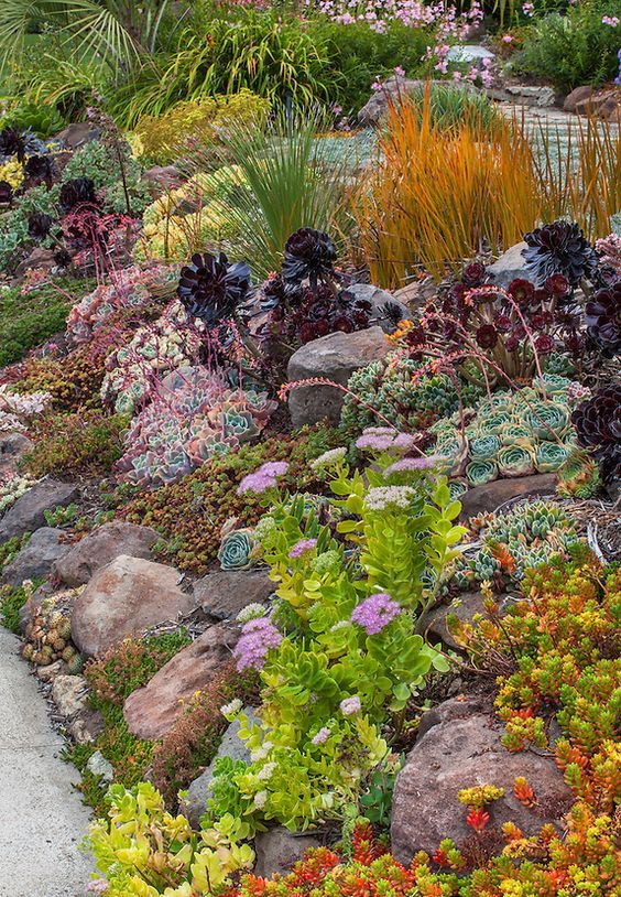 Sloped front yard garden by sidewalk with drought tolerant succulent tapestry lawn substitute, Schneck Garden