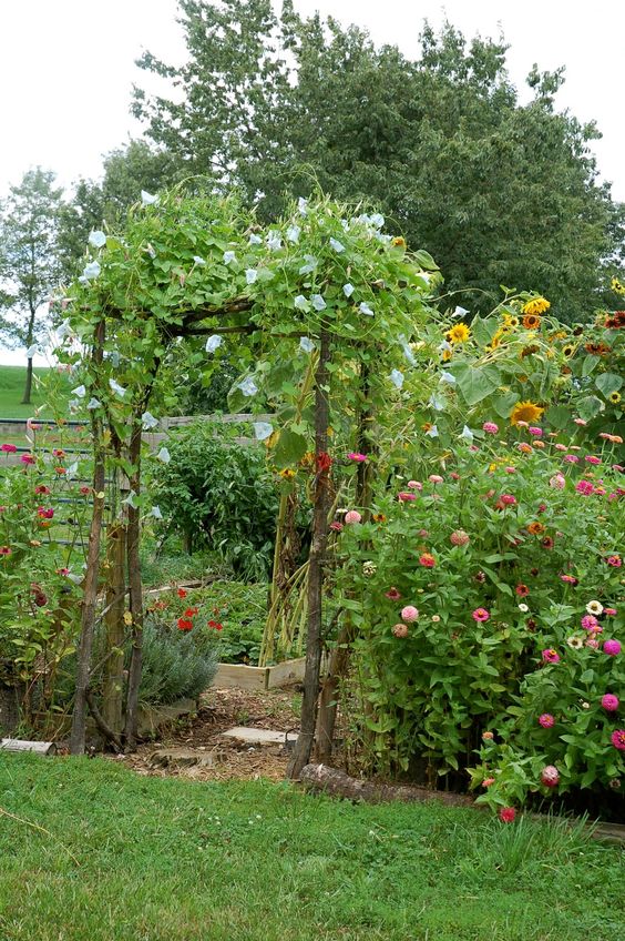 a branch trellis arbor covered with greenery and white blooms is a cool idea for a rustic garden or a vegetable one
