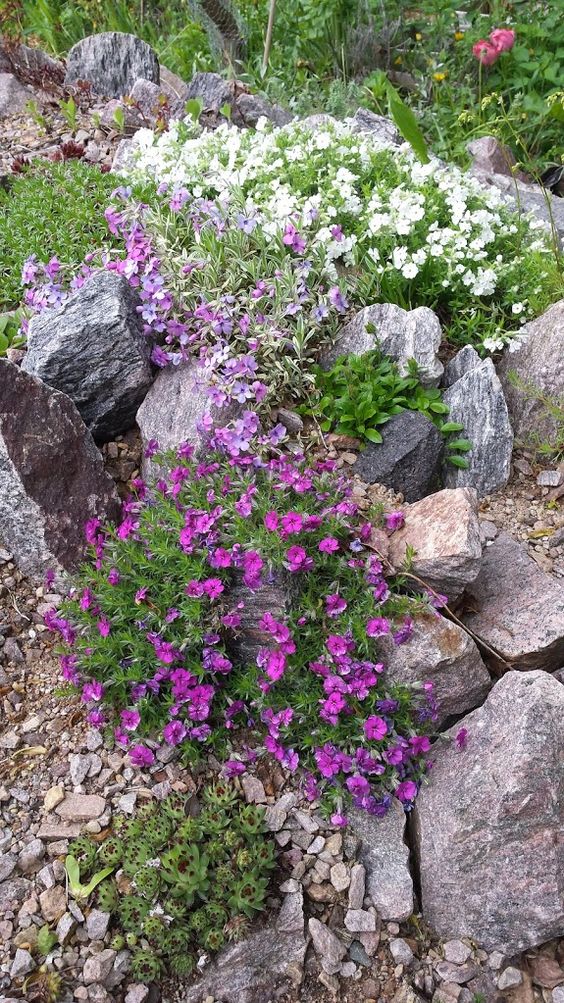 a bright and cool Alpine garden with some white and purple blooms looks adorable and very refreshing