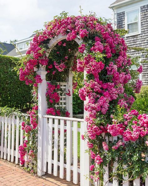 a classic white fence with a gate and arbor are accented with bold fuchsia blooming vines bring color to the front yard of the house