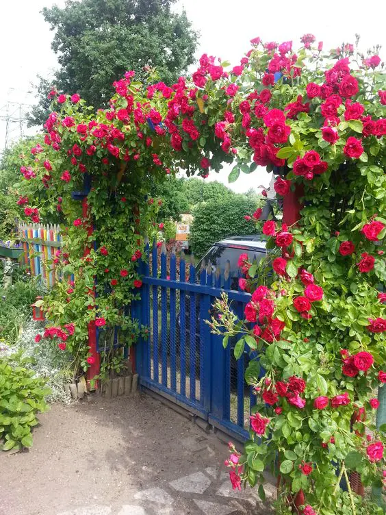 a colorful fence, a bold blue gate and arbor fully covered with fuchsia climbers look vibrant, lively and cool and bring interest to the entrance