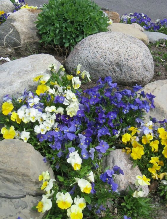 a colorful rock garden with large rocks and bright yellow and purple blooms is absolutely adorable and catchy