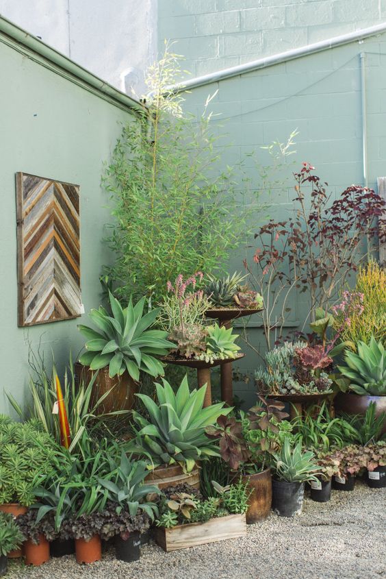 a container corner garden with agaves, greenery and some trees is a cool way to style a space when you can't plant