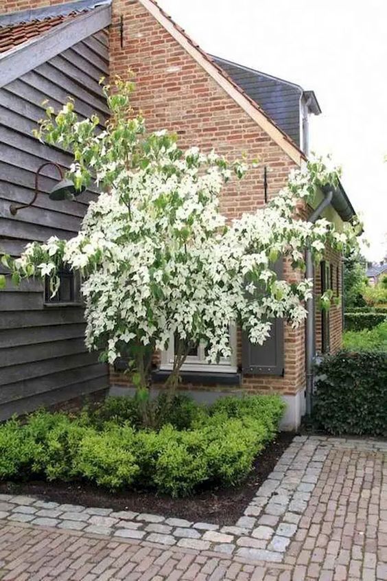 a corner garden with a blooming tree and greenery under it is a cool way to refresh the space and make it cooler