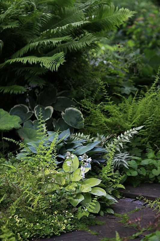 a dark garden with ferns and some greenery is a mystical space, ferns are perfect for shady spots, they feel well here
