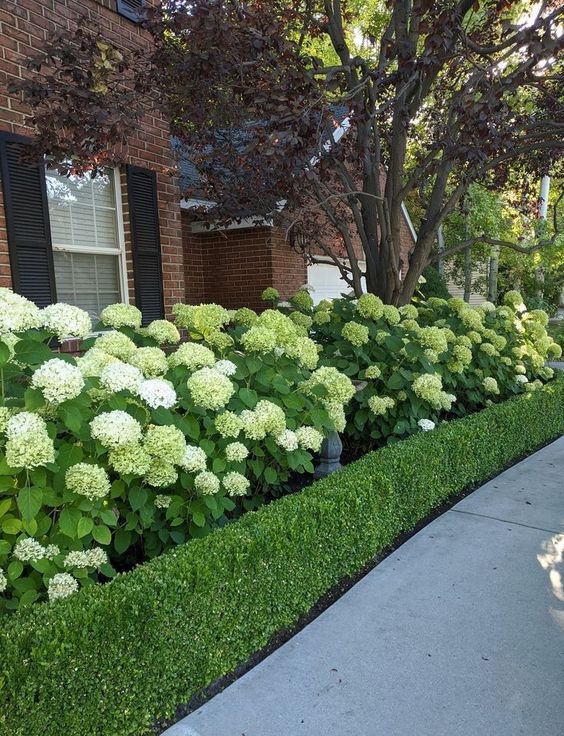 A large garden bed with blooming hydrangeas and lined up with a green wall is a cool and catchy solution for the front yard.
