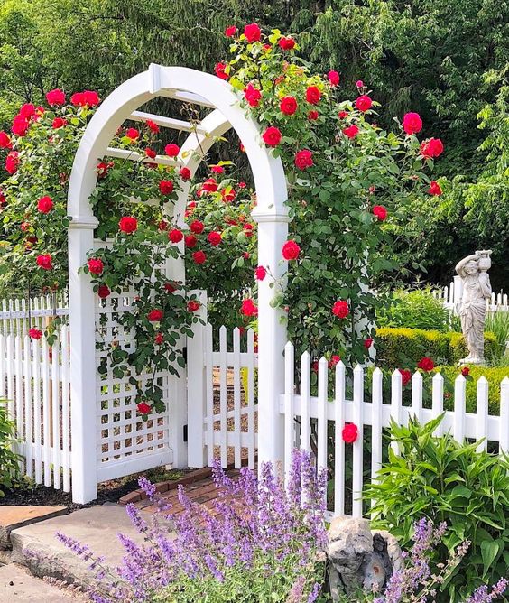 a gate arbor done with bold red blooming vines looks absolutely fabulous and brings color and a vivacious feel to the garden