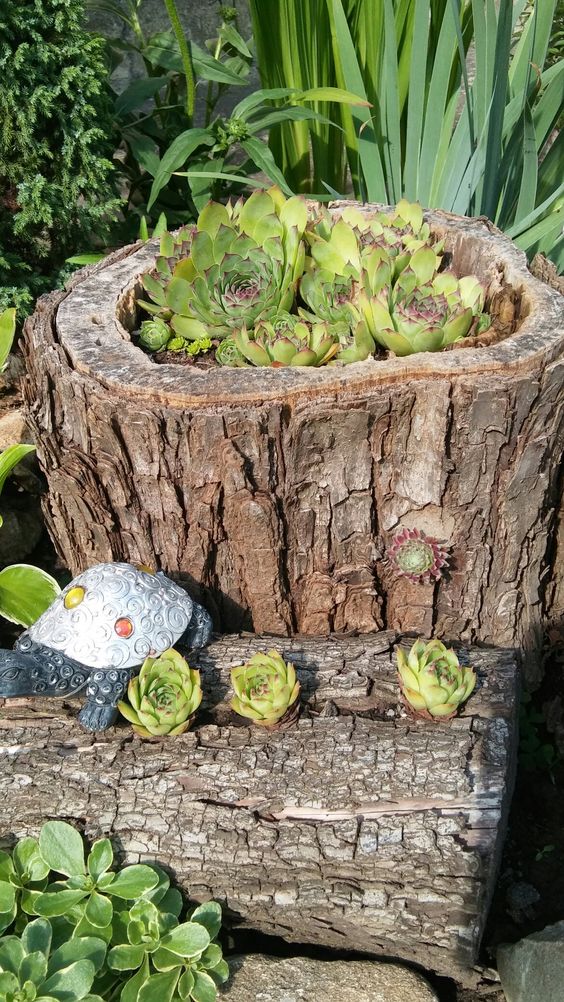 a large tree stump as a natural succulent planter and a log next to it with more succulents are cool and natural outdoor decorations