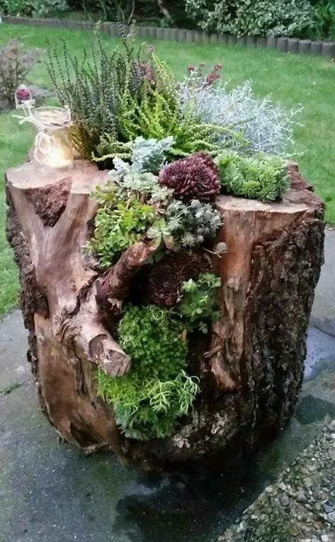 a large tree stump with several types of greenery and succulents is a catchy and bold idea for garden styling