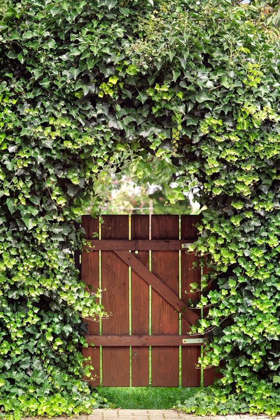 a living fence and arbor completely covered with greenery and a rich-stained gate for a contrast and to show where the entrance is