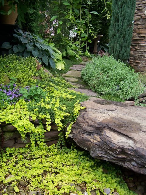 a lovely shady garden with a rock path, some greenery, cacscading touches, bold purple blooms and some trees