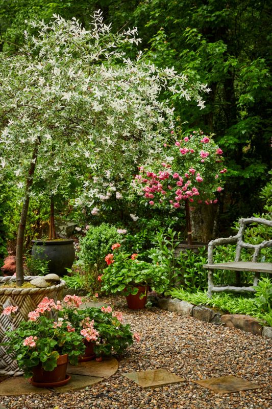 a lush and beautiful secret garden with greenery, blooming trees, bushes and flowers in pots, a gravel path and a wooden bench