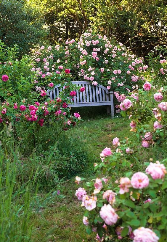 a magical space with pink and fuchsia blooming bushes, a green lawn, a blue bench is an amazing secret garden space