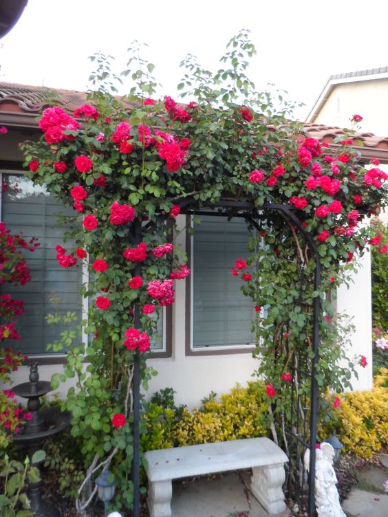 a metal arbor covered with greenery and fuchsia and red blooms and a bench under it are a cool combo for a garden, they look refined and bold