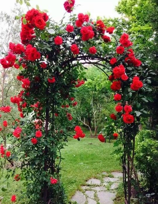 a metal arch covered with greenery and red roses is a fab accent to any garden, it will add color, interest and chic