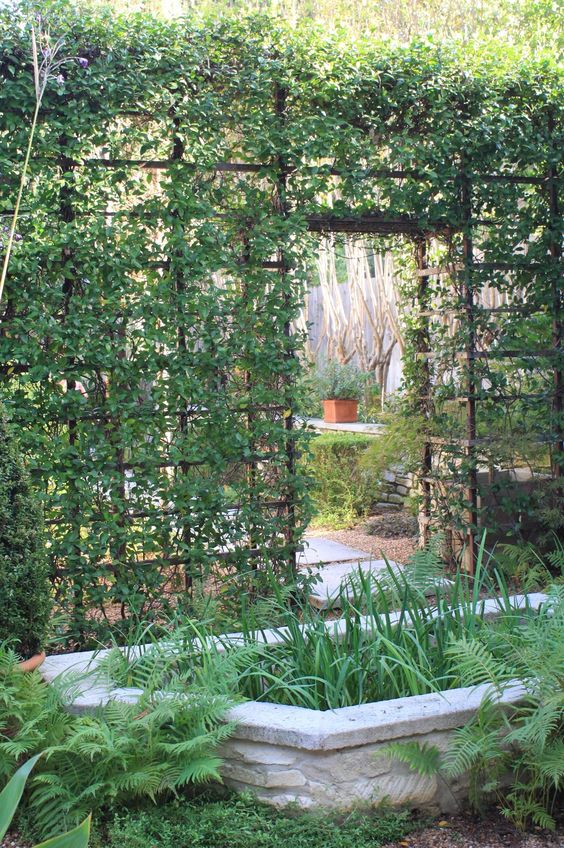 a metal trellis fence completely covered with greenery separates the spaces in a natural way and doubles as a vertical garden