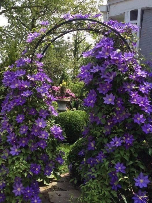 a metal trellis arch covered with purple blooms and greenery is a gorgeous and bold decoration for a garden, it will add a lot of color