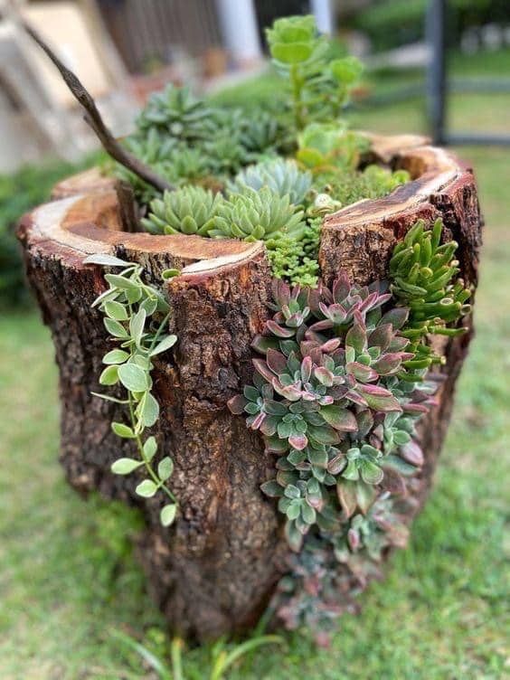 a pretty stump with a whole succulent garden inside, with plants on top and on the side is a cool decoration for a garden or an outdoor space