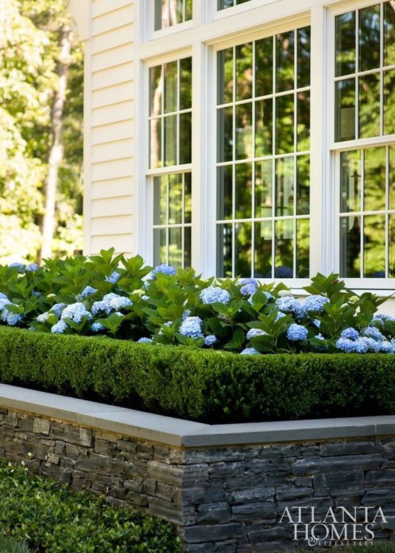 A large raised garden bed with a green wall border and blue hydrangeas to add a harmonious and delicate touch to the front yard of the house.