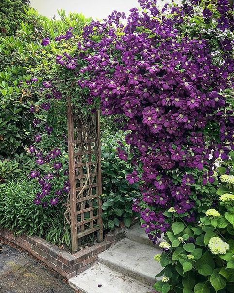 a rich-stained trellis arbor covered with purple blooms is adorable, it looks statement-like and extra bold