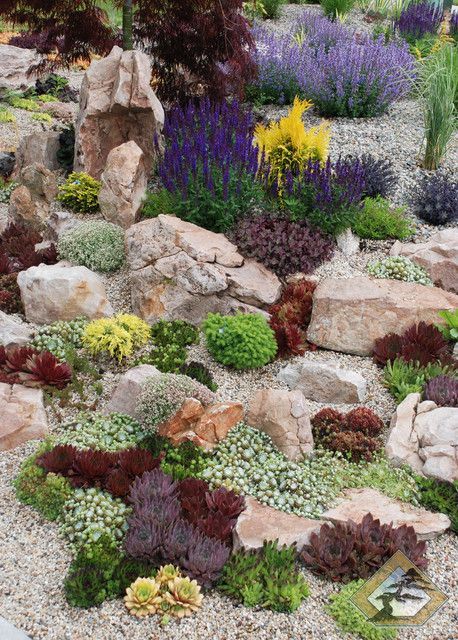 a rock garden with bright succulents, greenery and blooms is a very catchy, bold and spectacular slot for a dry climate