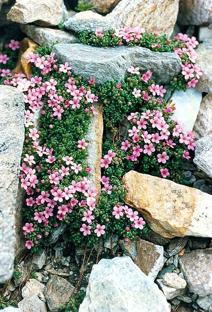 a rock garden with greenery and pink blooms looks very spectacular and very bold and chic