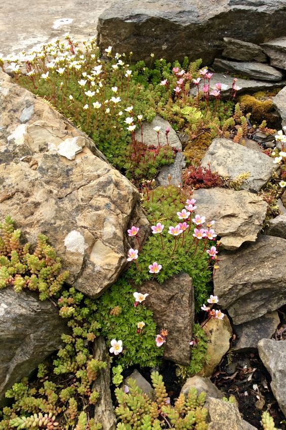 a rock garden with greenery, succulents and blooms is a cool addition to your garden, it looks chic, bold and catchy