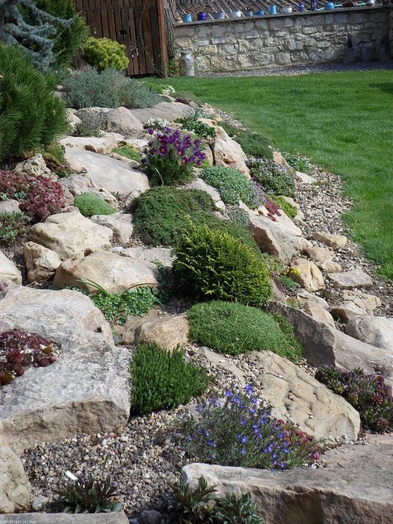 a rock garden with shrubs and blooms imitates an Alpine landscape and adds an eye-catching touch to the garden on the whole