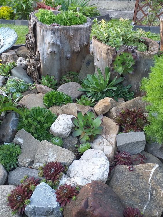 a rock garden with succulents of various colors and tree stumps with succulents is a super cool and creatively looking solution