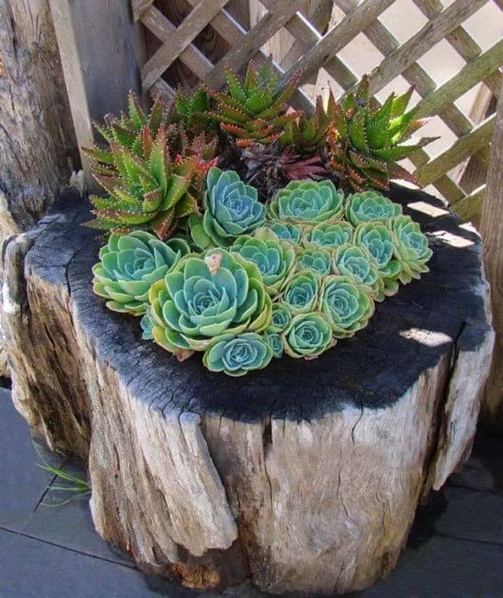 a rough stump with lovely succulents is a cool alternative to a usual planter, it looks all-natural and beautiful