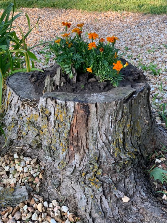 a rough tree stump planter with greenery and marigolds is a cool and bright outdoor decoration to make