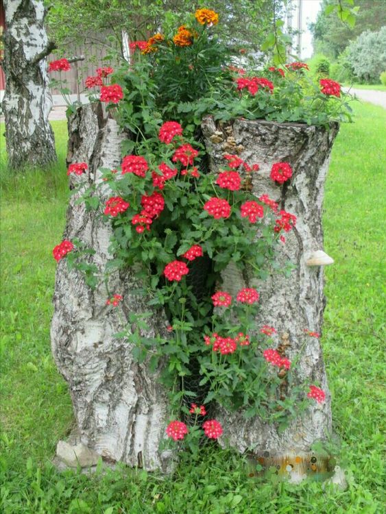 a rough tree stump with bold red and orange blooms growing on top and side is amazing for adding a woodland touch to the garden