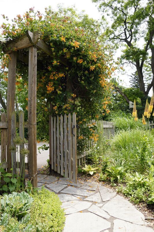 a rustic weathered wood fence and arbor are accented with blooming yellow vines that bring in some color and make the entrance spectacular