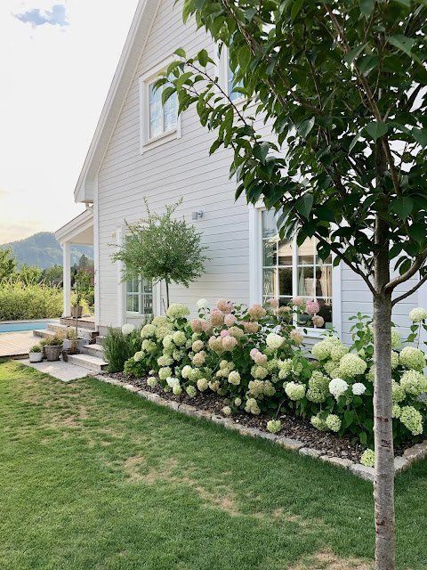 A raised flower bed with stone borders, with white hydrangeas for a beautiful and cute cottage-inspired front yard that matches the exterior of the house.