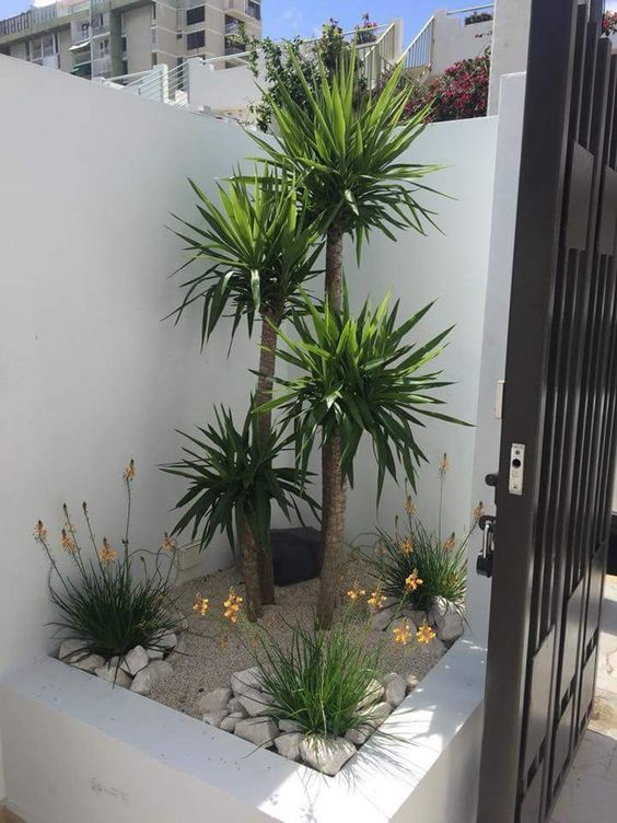 a small corner garden with a raised garden bed, blooms and tropical trees is a stylish modern solution