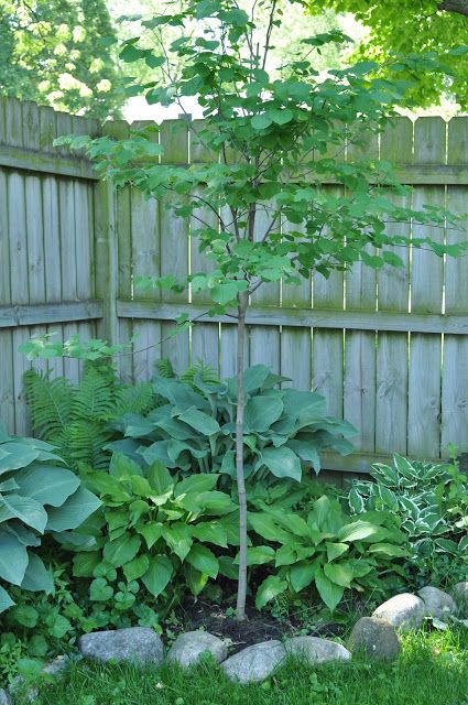 a small little corner garden with a tree, some greenery and large rocks covering the border of the flower bed