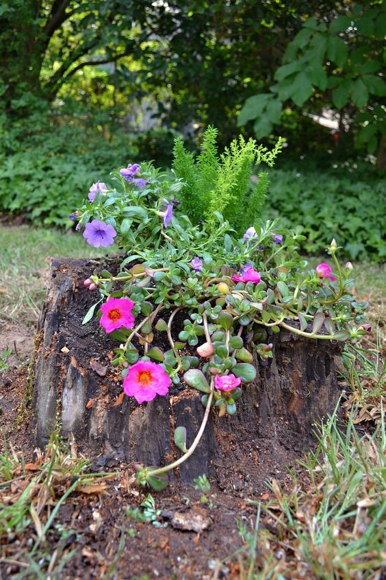 a small rough planter with succulents, pink and purple blooms and greenery is a bright decoration for a garden