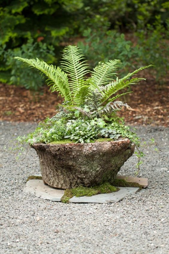 a small stump with greenery, moss and a large fern on top is a cool and natural decoration for outdoors