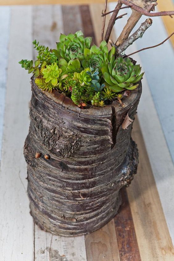 a small tree stump with twigs and branches as a succulent planter with various types of these plants is a trendy natural decoration to make