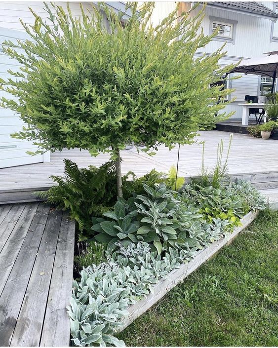 a stylish minimal corner garden with some greenery and a single tree is a perfect idea for a Scandinavian space