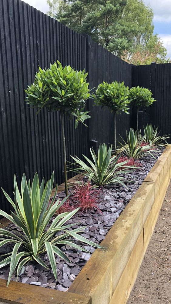 a stylish modern black wooden fence with a raised flower bed along it, with agaves and topiary trees to refresh the black