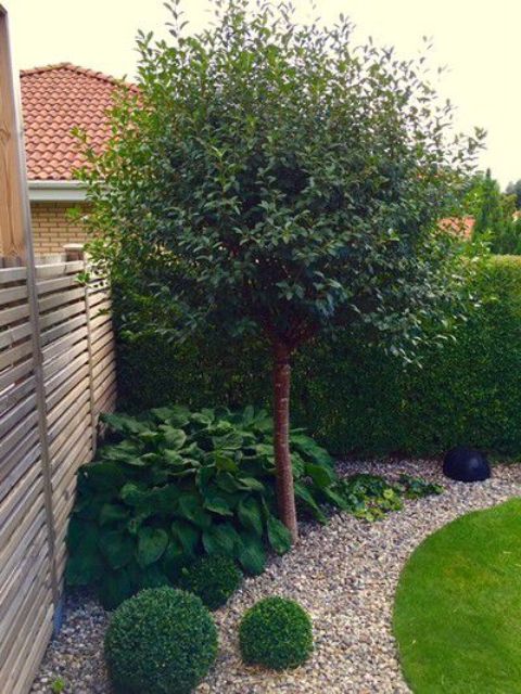 a stylish modern corner with shrubs, a tree and some topiaries, pebbles covering the ground is a cool modern idea