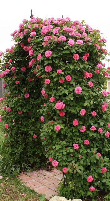 a super lush and colorful outdoor trellis done with greenery and pink blooms is a cool and bright idea for any garden