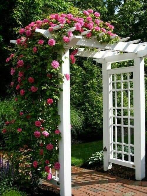 a traditional white trellis covered with greenery and pink roses is a beautiful decoration for any garden, it's totally Instagrammable