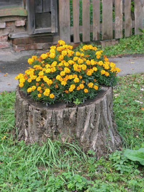 a tree stump as a planter with bold marigolds is a super cool and bold decoration for any outdoor space